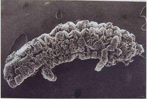 德顺坤-可膨胀石墨蠕虫