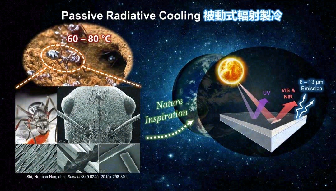 源自蚂蚁“特异功能”的制冷“黑科技”